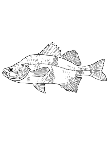 White Perch Coloring Page